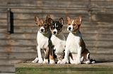 BASENJI 160